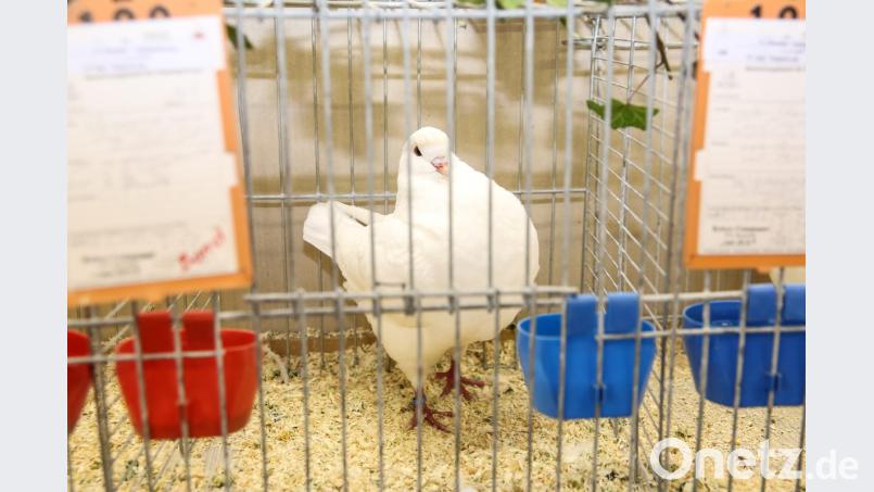 2. Vereinsmeister Tauben Pirzer Josef (Kingtaube weiß) Bild: egl