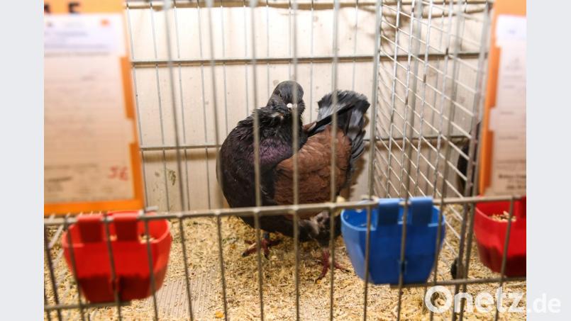 1. Vereinsmeister Tauben Scherer Johann (Modena Schietti dunkel-bronzeschildiggescheckt) Bild: egl