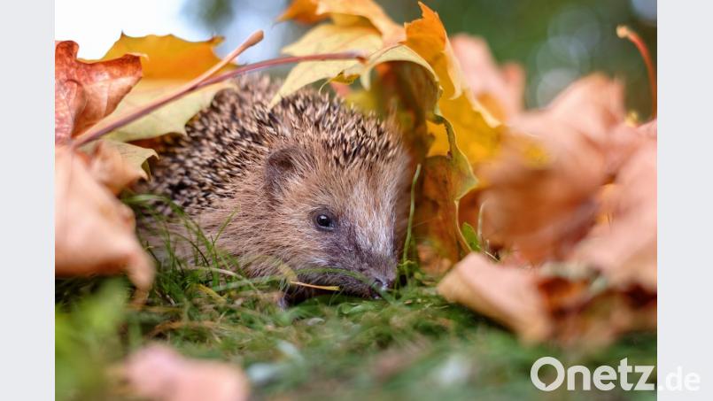 Unter Sträuchern kann das Laub liegen bleiben. Hier finden Igel einen Unterschlupf zum Überwintern. Bild: stock.adobe.com – Superingo