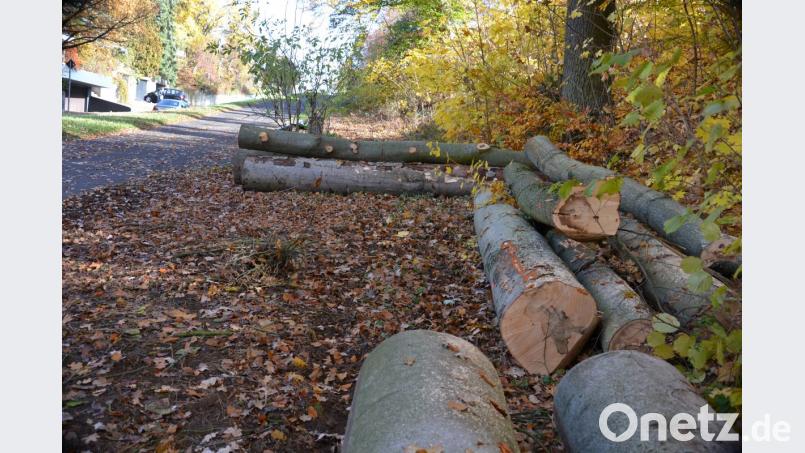 Dicke abgesägte Stämme zeugen von einer Baumfällaktion, die das Forstamt innerhalb eines Tages beim Parkplatz am Ende der Pfistermeisterstraße oberhalb der Jahnstraße durchgezogen hat. Bild: Stephan Huber