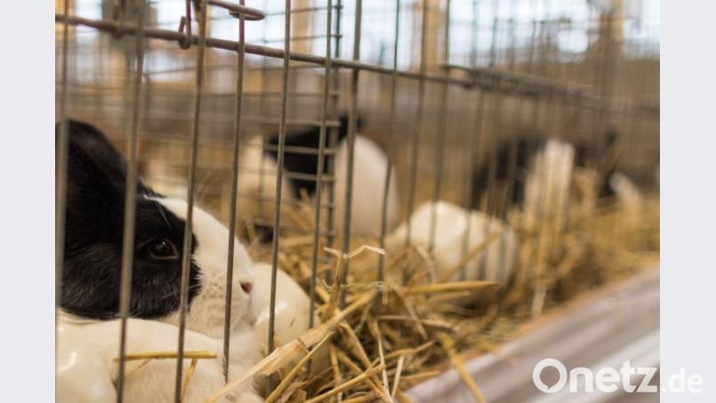 Ganz entspannt genießen die Tiere das bunte Treiben und die Streicheleinheiten. Bild: dtr