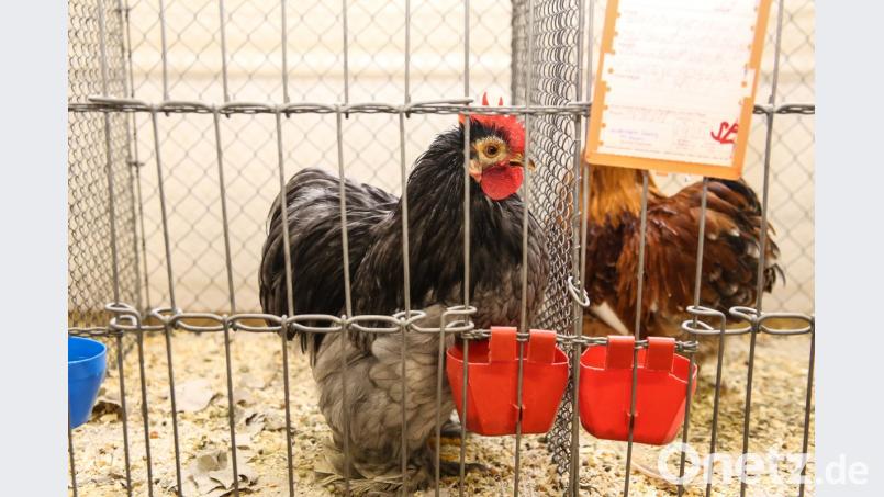 Vereinsmeister Hühner Kupezki Melanie (Zwerg-Cochin weiß) Bild: egl