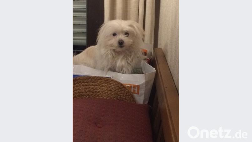 "Daisy" heute: eine abenteuerlustige Hundedame. Als sie bei Kitzinger ankam, wog sie 2,9 Kilogramm. Bild: privat