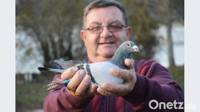 &quot;Alfredo&quot; blickt neugierig in die Kamera. Brieftaubenzüchter Dieter Meiler liebt seine &quot;Kleinen&quot;. Er ist gerne unter Tieren und in der Natur. Bild: Gabi Schönberger