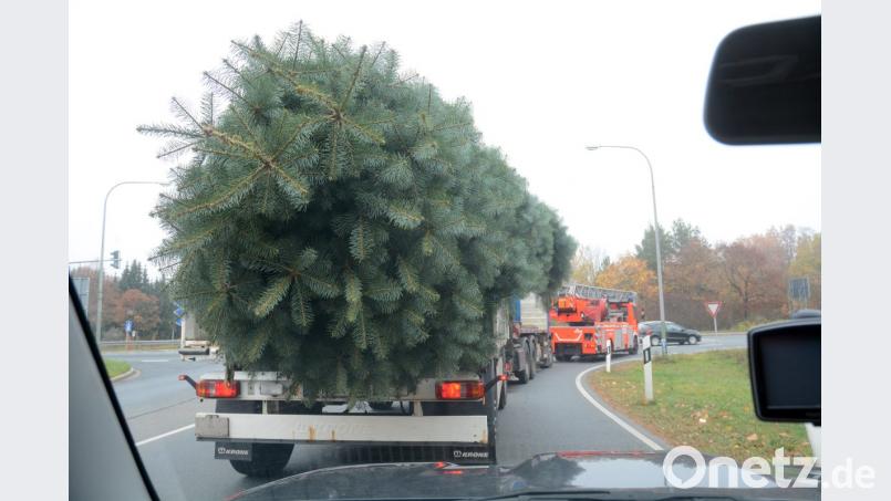 Weihnachtsbaum kommt geflogen Bild: Gabi Schönberger