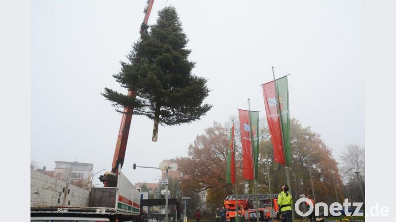 Weihnachtsbaum kommt geflogen Bild: Gabi Schönberger