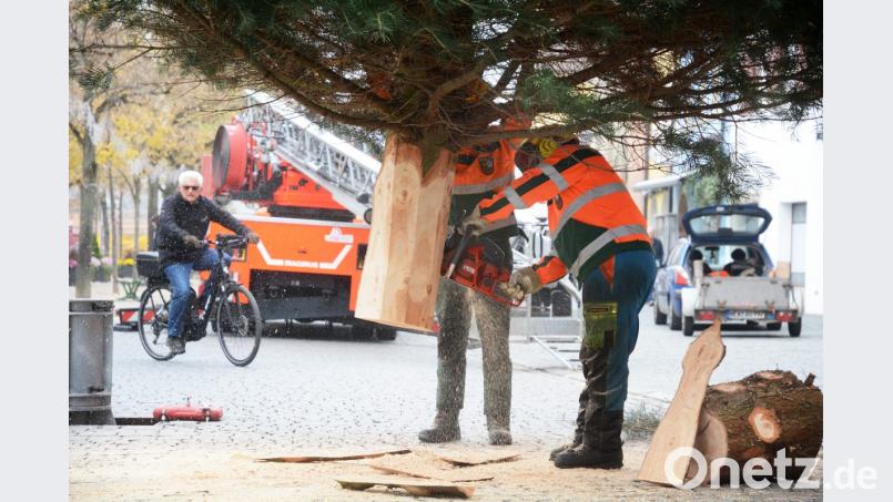 Doch die Tanne erhält einen Ehrenplatz in der Altstadt. Bauhof-Mitarbeiter stellen den Baum vor dem Alten Eichamt auf. Dort steht er bis nach Heilig-Drei-König. Bild: Gabi Schönberger
