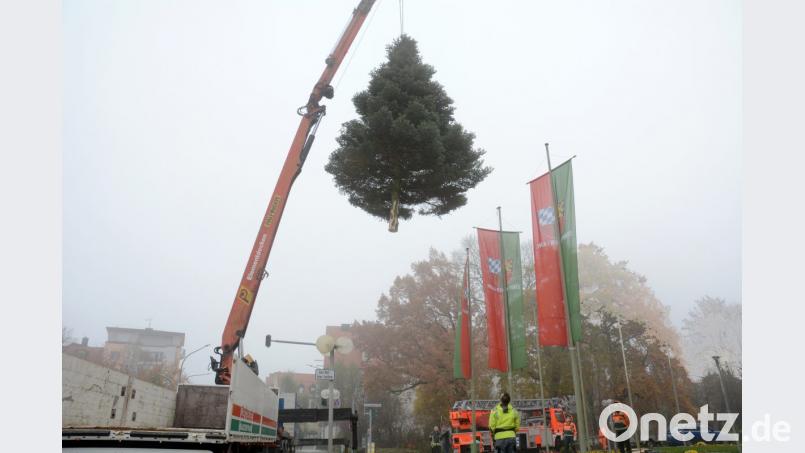 Weihnachtsbaum kommt geflogen Bild: Gabi Schönberger