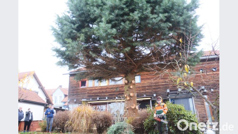 Weihnachtsbaum kommt geflogen Bild: Gabi Schönberger