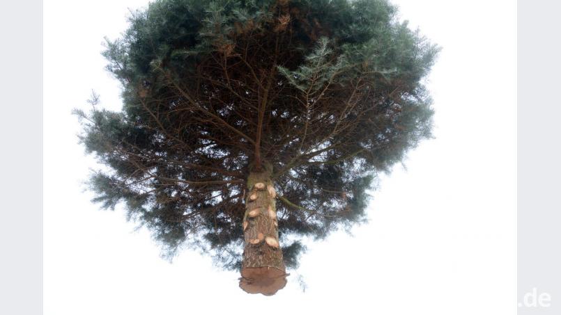 Weihnachtsbaum kommt geflogen Bild: Gabi Schönberger
