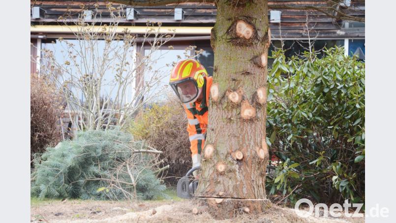 Weihnachtsbaum kommt geflogen Bild: Gabi Schönberger