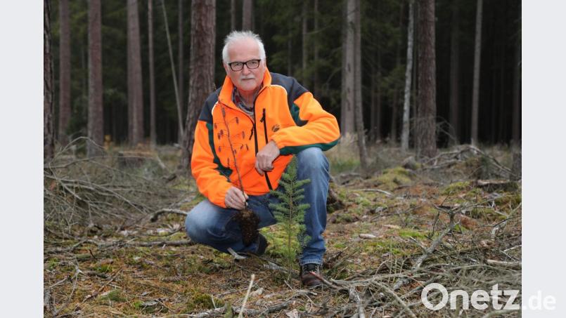 Förster Stefan Bösl hält einen von zigtausenden verdorrten Setzlingen in den Händen. Die junge Douglasie vor ihm hat es geschafft. Bild: Gerhard Götz