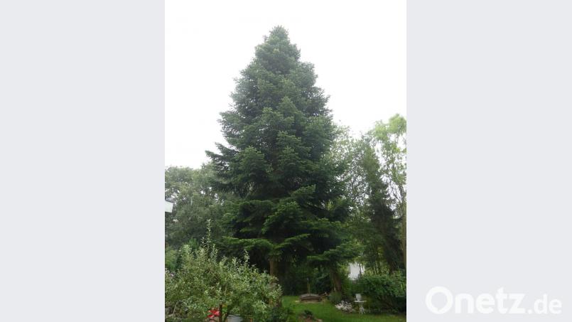 Noch steht er in Ammerthal, der Baum, der ab Montag den Amberger Marktplatz schmücken wird. Bild: Bernhard Frank