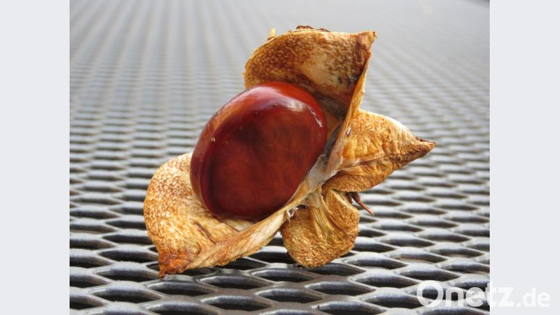 Einfach nur schön: Im Herbst beschenkt uns die Natur mit so manchem Kunstwerk, wie dieser besonders ausgefallenen Rosskastanie. Nur ist diese Kunst vergänglich und macht im eigenen Garten oftmals auch viel Arbeit. Bild: ubb