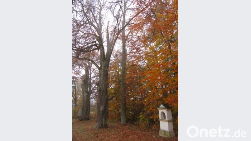 An den Bäumen am Kreuzweg zum Kalvarienberg sind nach Ansicht der Stadtverwaltung Pflegemaßnahmen notwendig. Bild: fg