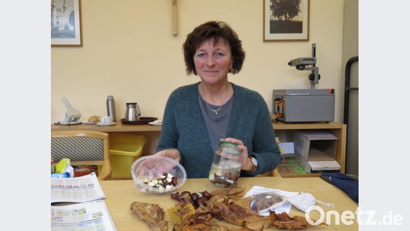 Fachoberlehrerin Christiana Enslein hat extra für unseren Bericht Kastanien zerkleinert und angesetzt. Bild: ubb