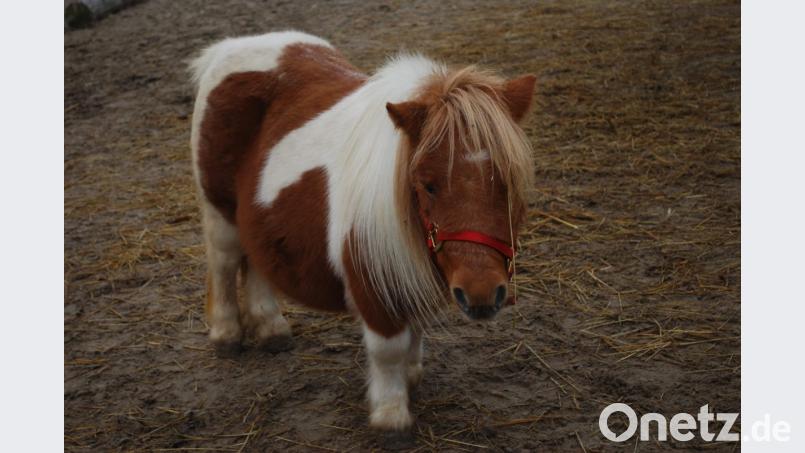 Die kleine „Sonja“ ist schon wirklich süß. Bild: tss