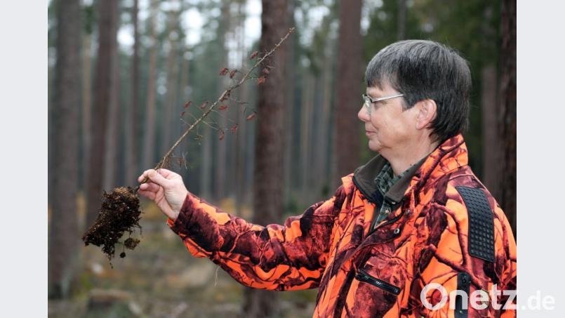 Ein Jammer. Revierleiterin Marion Herweg zeigt eine verdorrte Douglasie. Bild: Gerhard Götz