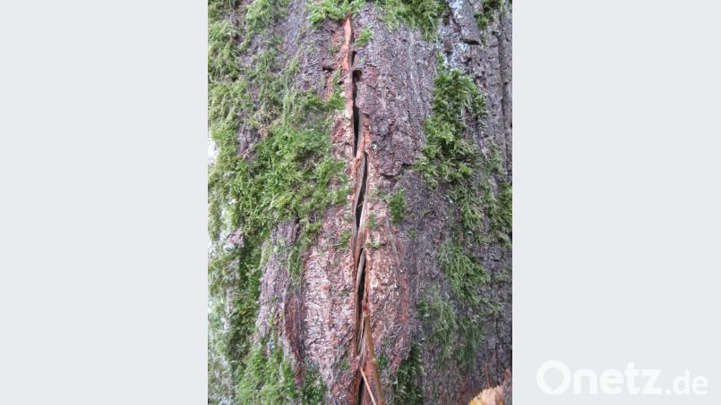Der Baum mit dem Riß im Josefshausgarten muss gefällt werden. Bild: fg