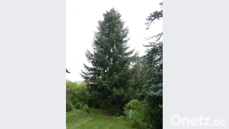 Aus der Emailfabrikstraße in Amberg stammt der Christbaum für den Malteserplatz. Bild: Bernhard Frank