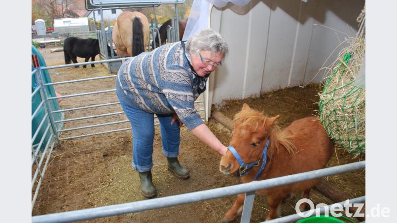 Das kleine Fohlen „Peter“ hatte eigentlich schlechte Karten und wäre beinahe ein Fall für den Schlachter geworden - wenn es Christine Reisinger nicht gäbe. Sie päppelt das sechs Monate alte Pony wieder auf. Bild: tss