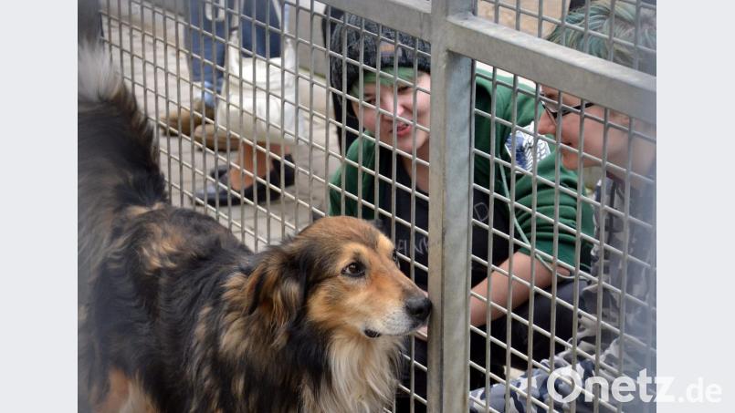 Das Tierheim Amberg braucht Finanzhilfe. Unter anderem für den Bau eines neuen Hundetrakts. Bild: exb