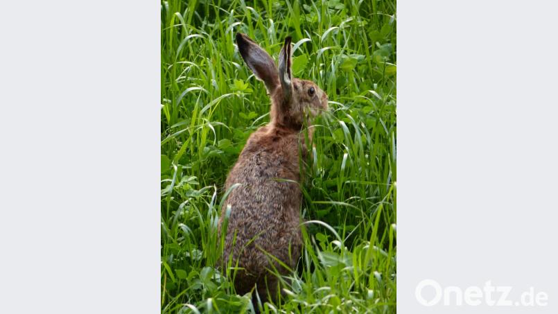 „Tularämie“ kommt vor allem in wildlebenden Tieren vor und hat ein weites Wirtsspektrum bei Feldhasen, Kaninchen, Nagetieren, Eichhörnchen, Wildwiederkäuern und Vögeln. Stechinsekten und Zecken können bei der Übertragung ebenfalls eine wichtige Rolle spielen. Bild: Thomas Schaller