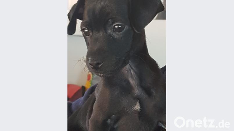 Der vier Wochen alte Mischlingswelpe, der in Mitterteich gefunden wurde. Bild: Polizei