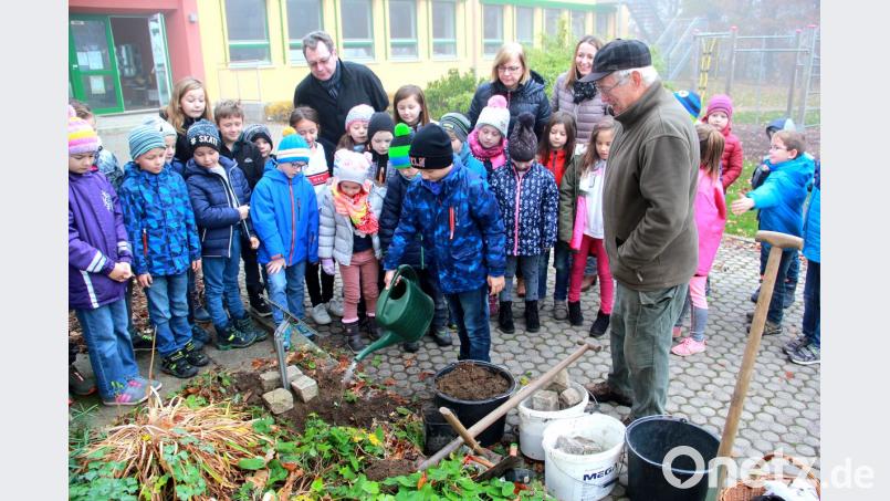 Bei neugesetzten Pflanzen spielt das Gießen eine wichtige Rolle. Im Beisein von Dr. Werner Schuler (rechts), Bürgermeister Martin Prey, Rektorin Ortrud Sperl und Klassenleiterin Fiona Hauser-Kroner (hinten, von links) durfte ein Schüler dem Guten Heinrich einen ordentlichen Schluck Wasser verabreichen. Bild: boj