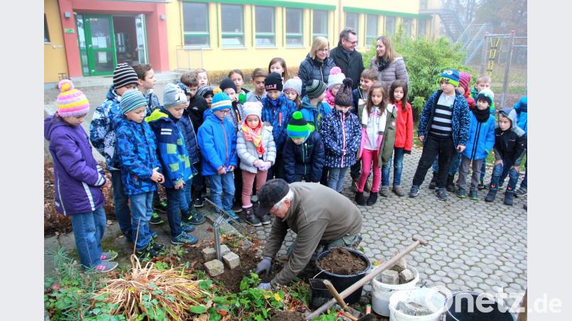 Dr. Werner Schuler pflanzt den Guten Heinrich an gut sichtbarer Stelle im Schulhof. Die Kinder können hier gut verfolgen, wie sich die Wildpflanze entwickeln wird. Bild: boj