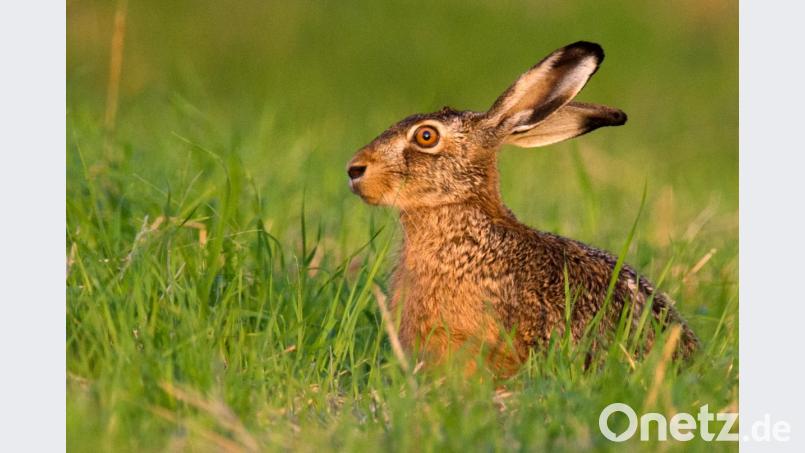 Bei der Erkrankung, wegen der sich neun Männer ins Klinikum Amberg begaben, handelt es sich definitiv um Hasenpest. Bild: Julian Stratenschulte/dpa