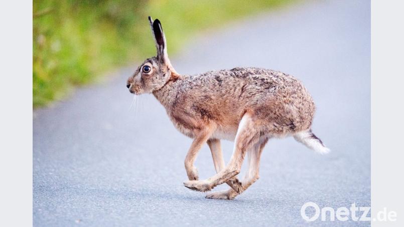 Bild: Julian Stratenschulte/dpa