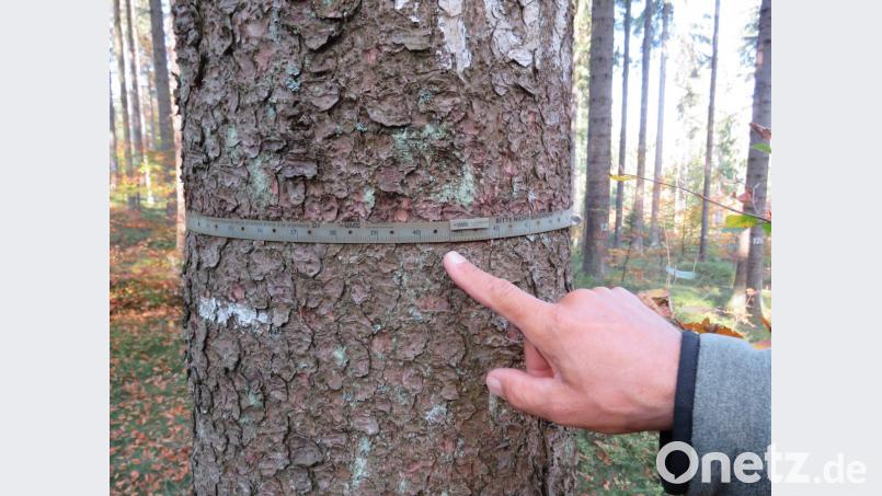 Regelmäßig liest Mayr in der Bestandsmessstelle die Baumumfänge ab.. Bild: ubb