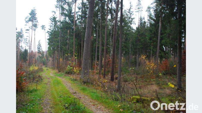 In diesem Bereich südlich der BePo an der B 85 sollen drei Hektar Wald fallen. Bild: Andreas Royer