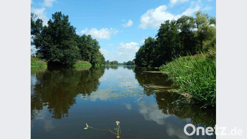 Als &quot;verbindendes Glied durch die Oberpfalz&quot; bezeichnete stellvertretender Landrat Arnold Kimmerl die Naab. Der naturnahe Flußlauf bietet zahlreichen Lebewesen ein Refugium. Bild: Ortwin Ansteeg