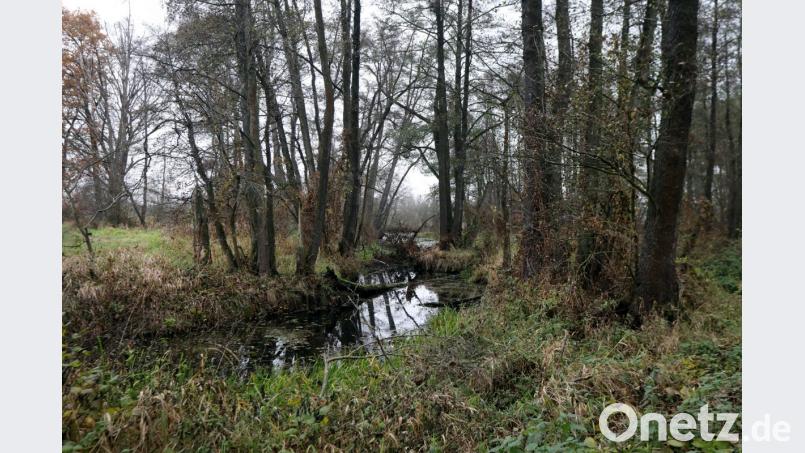 Die Els bei Fronberg ist FFH-Gebiet. Ein Managementplan soll helfen, sie zu erhalten. Bild: Gerhard Götz