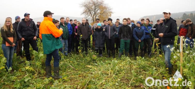 Patricia Steinbauer (links) vom AELF Schwandorf begrüßte über 50 interessierte Landwirte und Auszubildende zu einer Zwischenfruchtbegehung bei Hof. Roland Schleicher (vierter von links) vom AELF Amberg und der Teamleiter vom Erzeugerring Oberpfalz, Sebastian Betz (vierter von rechts) brachten den Landwirten das Thema näher. Bild: mp