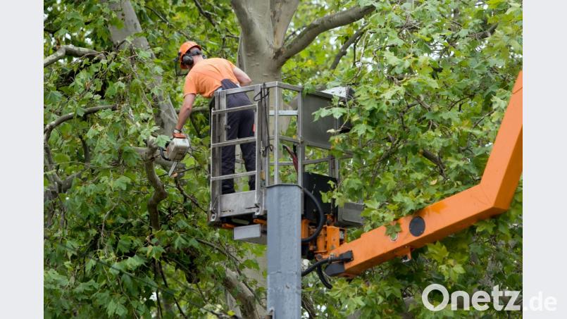 Symbolbild. Bild: Arno Burgi/dpa