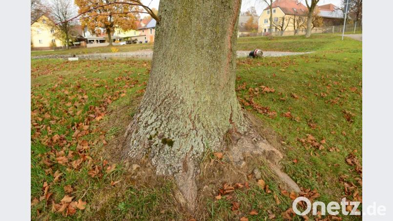 Am Stamm der Linde sind keinerlei Schäden sichtbar. Bild: bey
