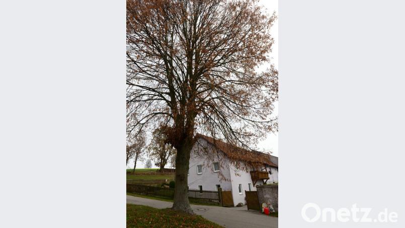 Anwohner befürchten eine Gefahr, falls die Linde umfällt. Bild: bey