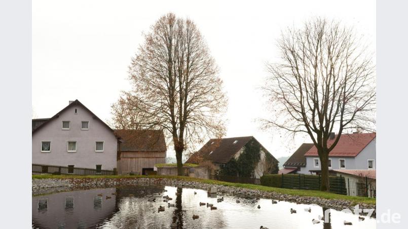 Anwohner befürchten eine Gefahr, falls die Linde umfällt. Bild: bey