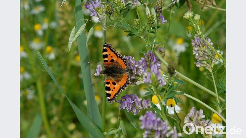 Bienen und Insekten lautet das Jahresthema beim BBV-Bildungswerk. Es bietet Hilfe an bei der Organisation von Bildungsveranstaltungen auf Ortsebene. Bild: Petra Hartl