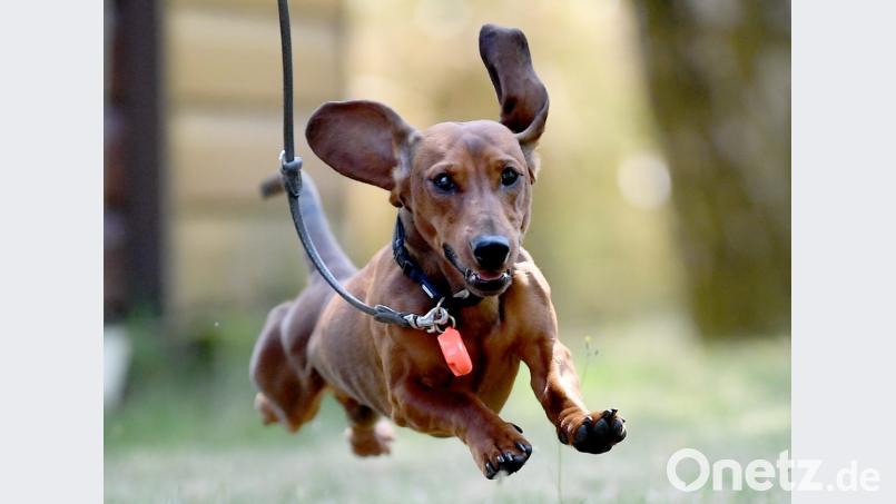 Kurzhaardackel Emil rennt beim Dackeltreffen auf der Dackelranch Lichtenrade über den Platz. Ein Hund muss sich viel bewegen. Bild: Britta Pedersen/ZB/dpa