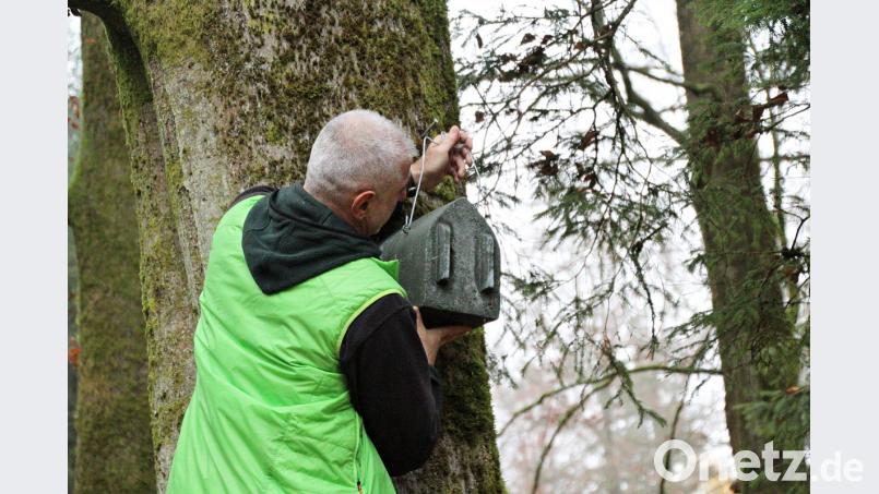 Rudolf Leitl hängt einen Haselmaus-Kasten auf. Bild: jma