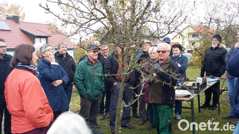 Robert Herl steht unter genauer Beobachtung: Die Gartenfreunde der evangelischen Kirchengemeinde verfolgen beim Obstbaumschnittkurs exakt seine Erläuterungen und praktischen Demonstrationen. Bild: rn