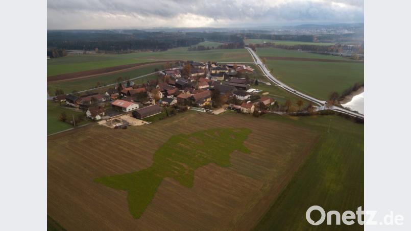 Der Karpfen ist aus der Luft gut zu erkennen. Dabei wird aber auch deutlich, dass die Trockenheit dem Kunstwerk stark zugesetzt hat. Bild: dtr