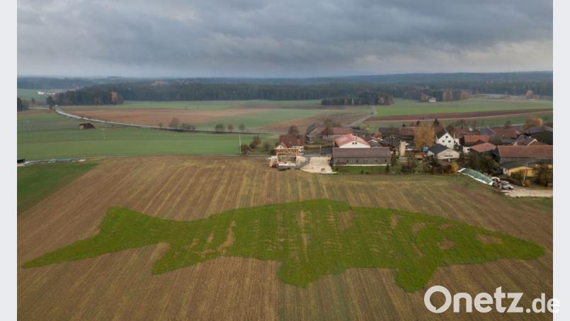 Der Karpfen ist aus der Luft gut zu erkennen. Dabei wird aber auch deutlich, dass die Trockenheit dem Kunstwerk stark zugesetzt hat. Bild: dtr