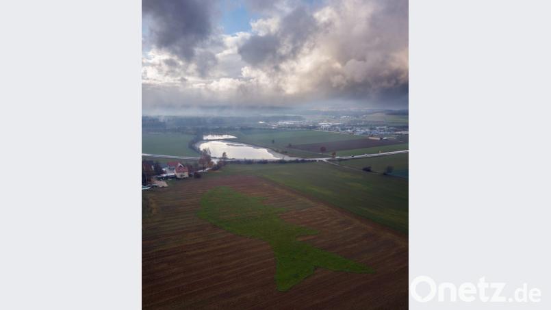 Der Karpfen ist aus der Luft gut zu erkennen. Dabei wird aber auch deutlich, dass die Trockenheit dem Kunstwerk stark zugesetzt hat. Bild: dtr