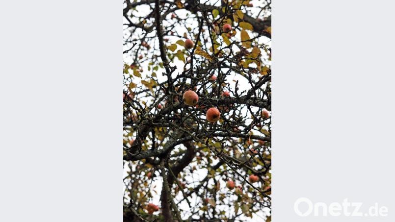 Die Früchte der über 300 Jahre alten Apfelbäume im Garten der „Alten Propstei“ (Bild) oder frisches Obst aus der Region werden als Grundstoffe für die Destillation hergenommen. Bild: Stephan Landgraf