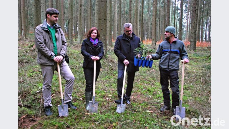 Für einen klimastabilen Umbau des Bürgerspitalwaldes mit Tannen setzen sich (von links) Simon Tangerding, Schutzgemeinschaft Deutscher Wald, Sabine Seberak, Leiterin Sparda-Bank Amberg, Bürgermeister Michael Göth und Förster Bernhard Raschka ein. Bild: Andreas Royer